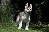 SIBERIAN HUSKY 367